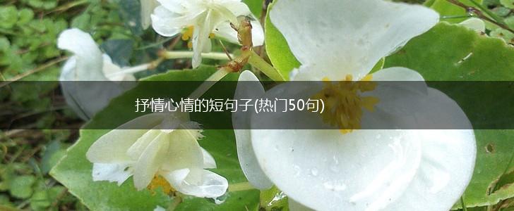 抒情心情的短句子(热门50句),第1张
