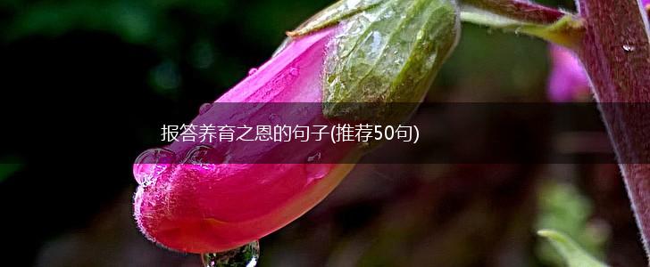 报答养育之恩的句子(推荐50句),第1张