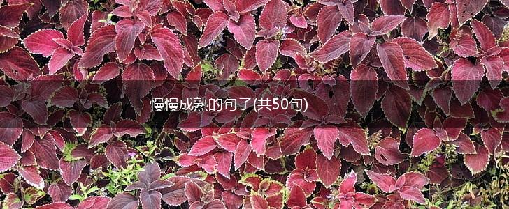 慢慢成熟的句子(共50句),第1张