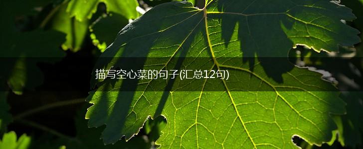 描写空心菜的句子(汇总12句),第1张