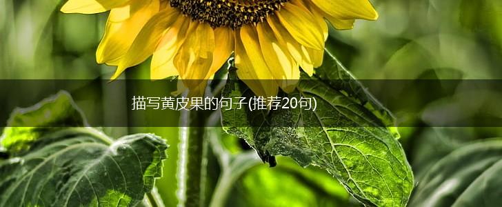 描写黄皮果的句子(推荐20句),第1张