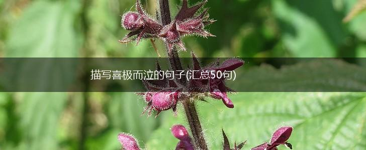 描写喜极而泣的句子(汇总50句),第1张