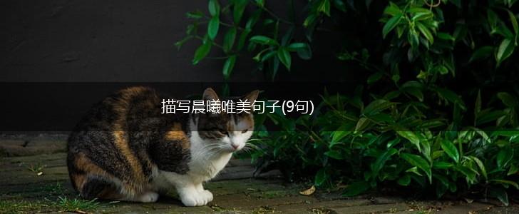 描写晨曦唯美句子(9句),第1张