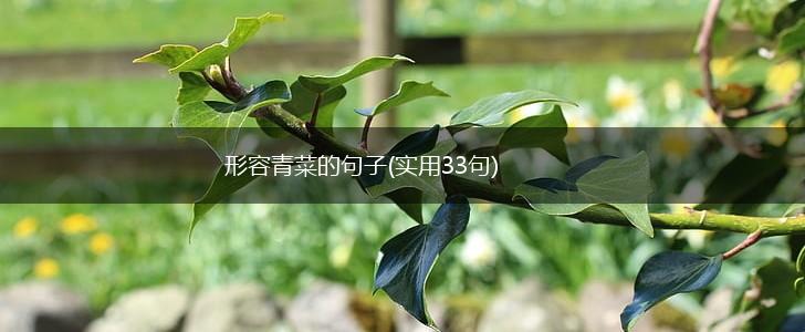 形容青菜的句子(实用33句),第1张