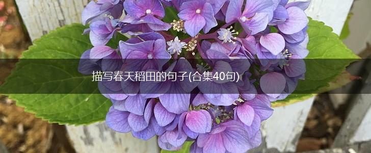 描写春天稻田的句子(合集40句),第1张