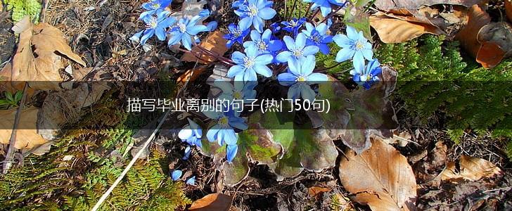 描写毕业离别的句子(热门50句),第1张 描写毕业离别的句子(热门50句),第1张