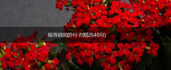 报效祖国的句子(精选40句),第1张