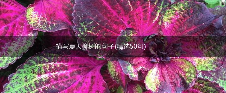 描写夏天柳树的句子(精选50句),第1张