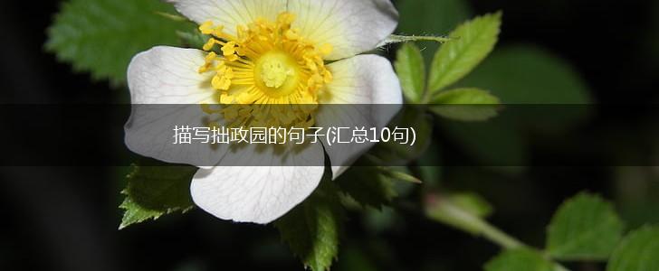 描写拙政园的句子(汇总10句),第1张