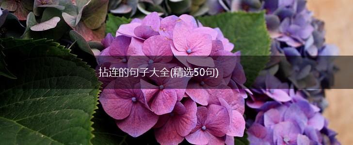 拈连的句子大全(精选50句),第1张