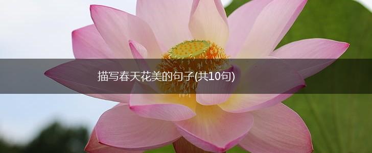 描写春天花美的句子(共10句),第1张