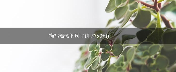 描写蔷薇的句子(汇总50句),第1张