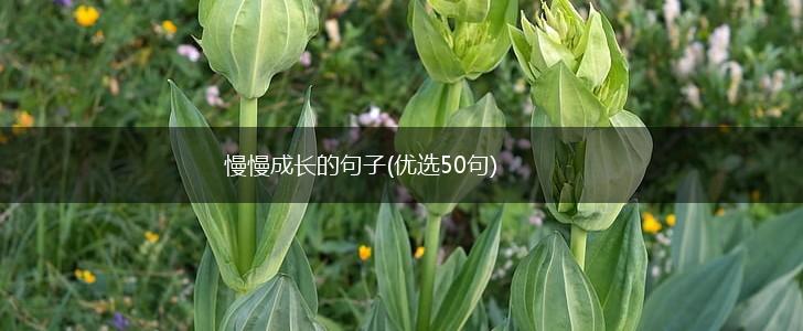 慢慢成长的句子(优选50句),第1张