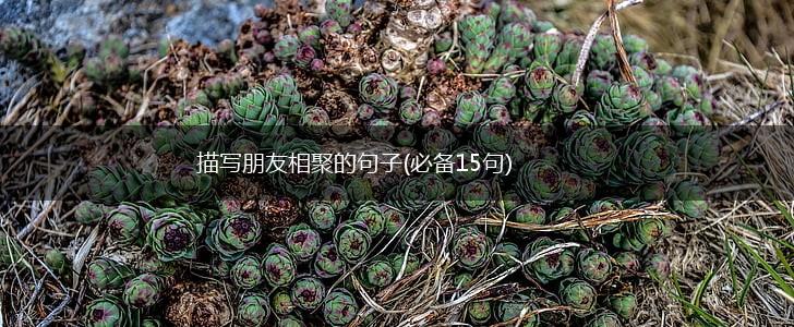 描写朋友相聚的句子(必备15句),第1张