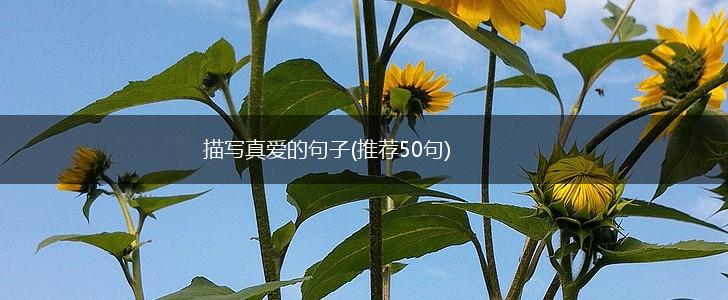 描写真爱的句子(推荐50句),第1张