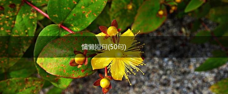 慵懒短句(50句),第1张 慵懒短句(50句),第1张