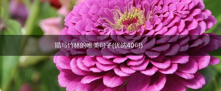 描写竹林的唯美句子(优选40句),第1张