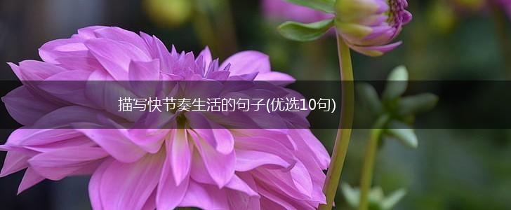 描写快节奏生活的句子(优选10句),第1张 描写快节奏生活的句子(优选10句),第1张