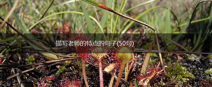 描写老师的特点的句子(50句),第1张