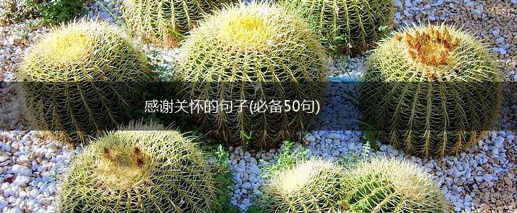 感谢关怀的句子(必备50句),第1张