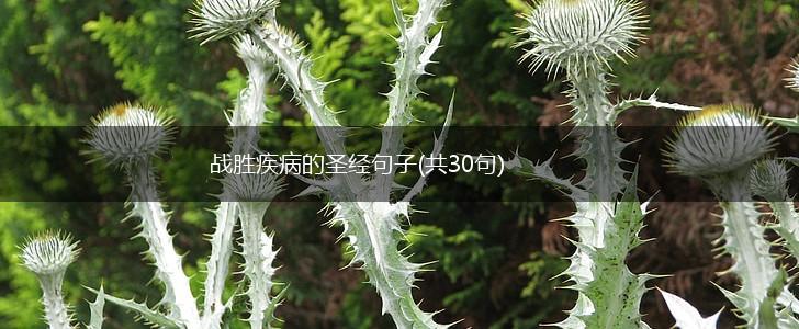 战胜疾病的圣经句子(共30句),第1张