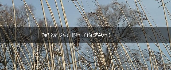描写读书专注的句子(优选40句),第1张