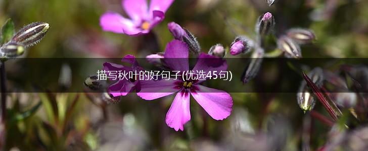 描写秋叶的好句子(优选45句),第1张