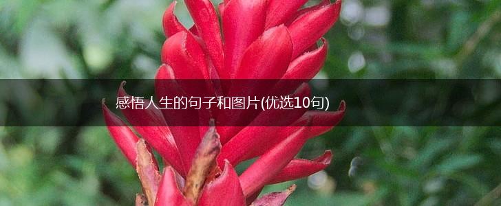 感悟人生的句子和图片(优选10句),第1张