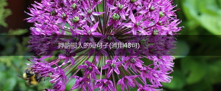 押韵损人的短句子(通用48句),第1张