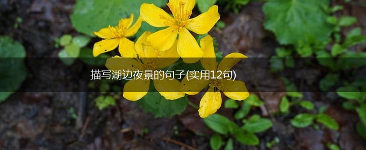 描写湖边夜景的句子(实用12句),第1张