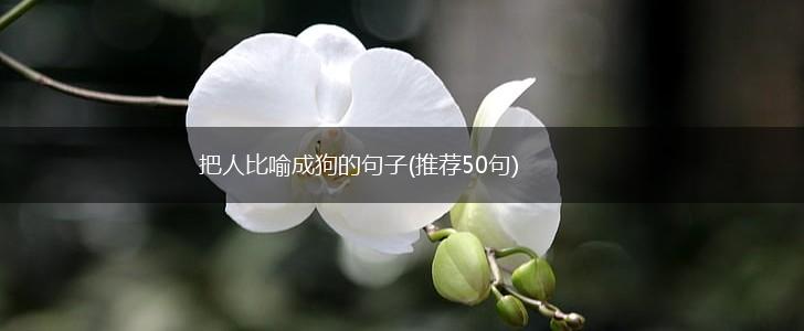 把人比喻成狗的句子(推荐50句),第1张