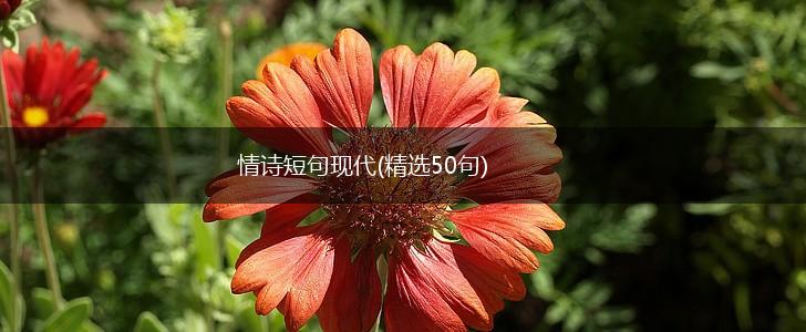 情诗短句现代(精选50句),第1张