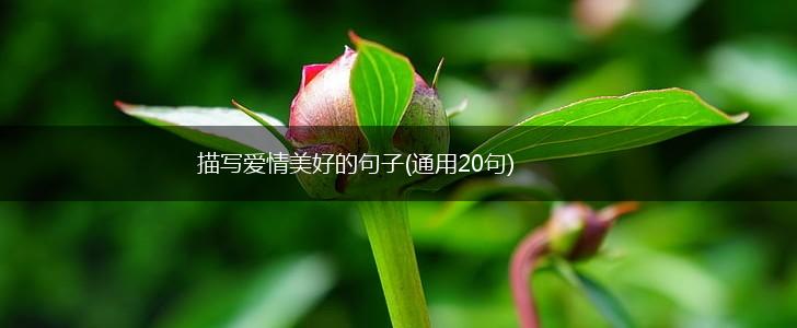 描写爱情美好的句子(通用20句),第1张