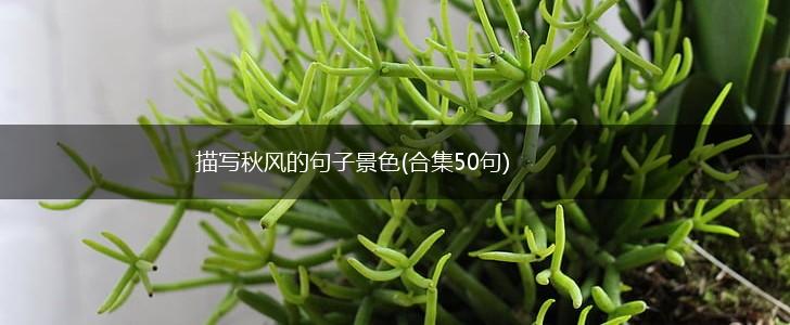 描写秋风的句子景色(合集50句),第1张 描写秋风的句子景色(合集50句),第1张