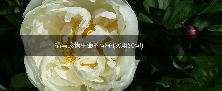 描写珍惜生命的句子(实用50句),第1张