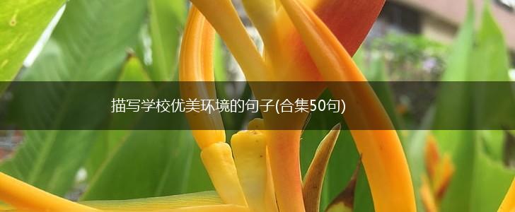 描写学校优美环境的句子(合集50句),第1张
