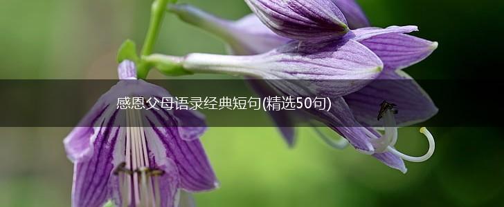 感恩父母语录经典短句(精选50句),第1张