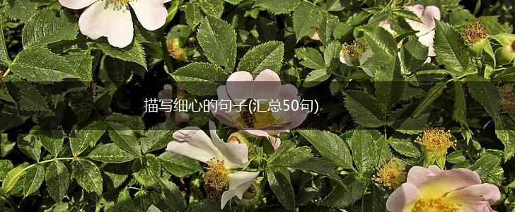 描写细心的句子(汇总50句),第1张