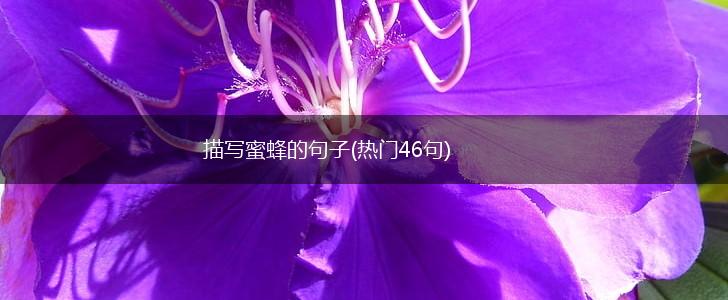 描写蜜蜂的句子(热门46句),第1张