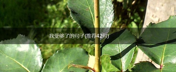 我受够了的句子(推荐42句),第1张