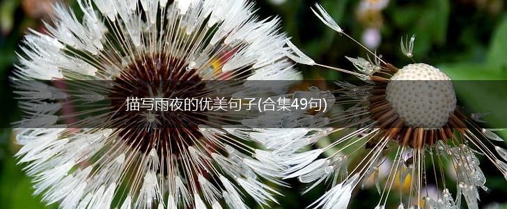 描写雨夜的优美句子(合集49句),第1张