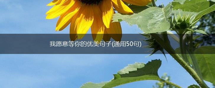 我愿意等你的优美句子(通用50句),第1张