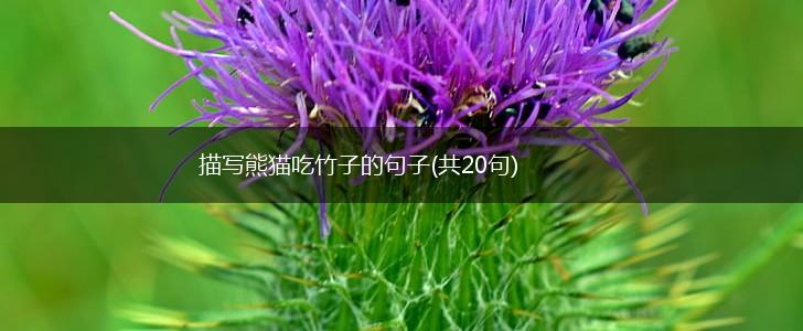 描写熊猫吃竹子的句子(共20句),第1张