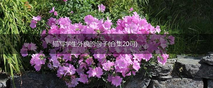 描写学生外貌的句子(合集20句),第1张