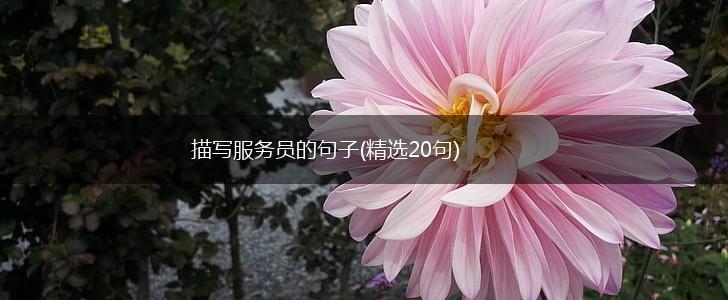 描写服务员的句子(精选20句),第1张