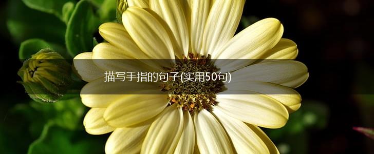 描写手指的句子(实用50句),第1张