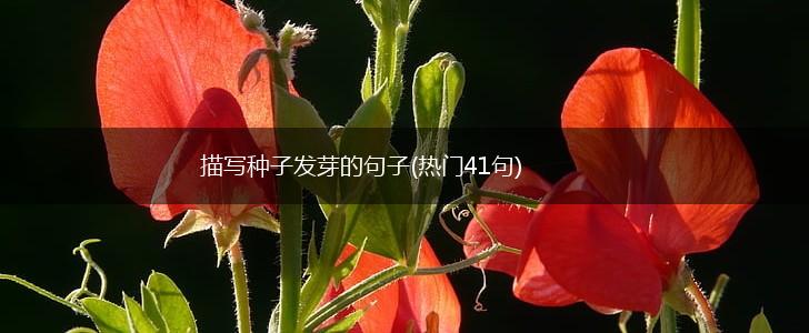 描写种子发芽的句子(热门41句),第1张