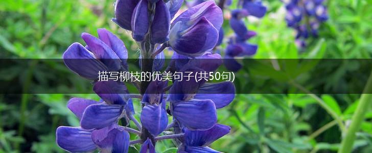 描写柳枝的优美句子(共50句),第1张 描写柳枝的优美句子(共50句),第1张