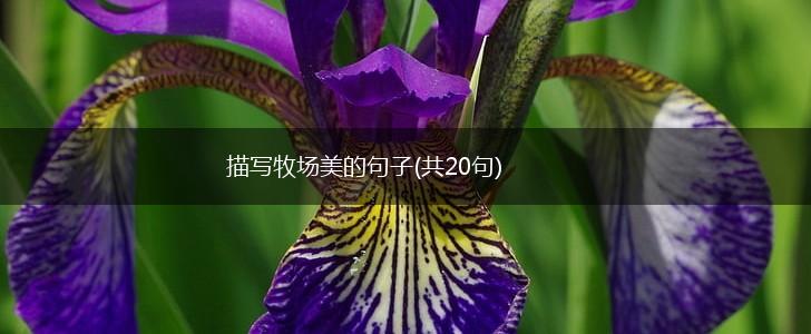 描写牧场美的句子(共20句),第1张
