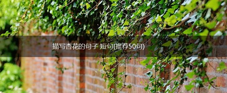 描写杏花的句子 短句(推荐50句),第1张